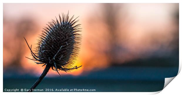 Prickly Sunset Print by Gary Norman