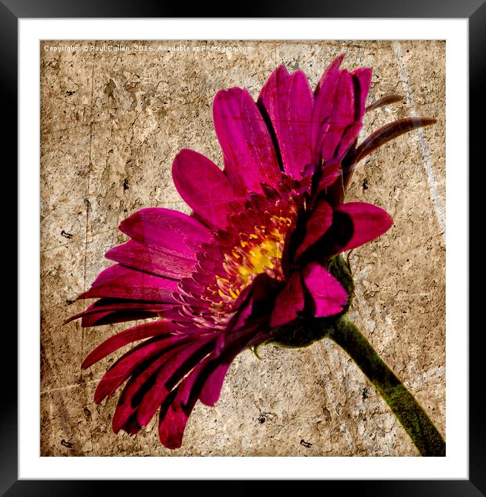 Grungy Gerbera on stone Framed Mounted Print by Paul Cullen