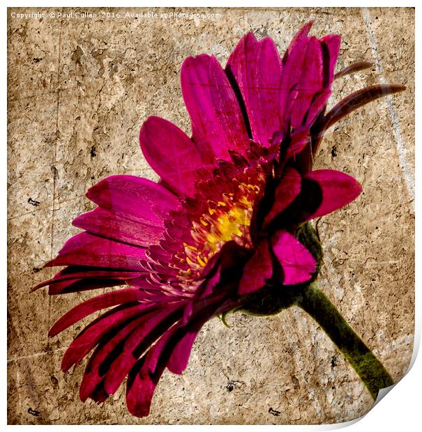 Grungy Gerbera on stone Print by Paul Cullen