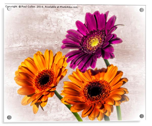Three Gerberas on an oil painted background Acrylic by Paul Cullen