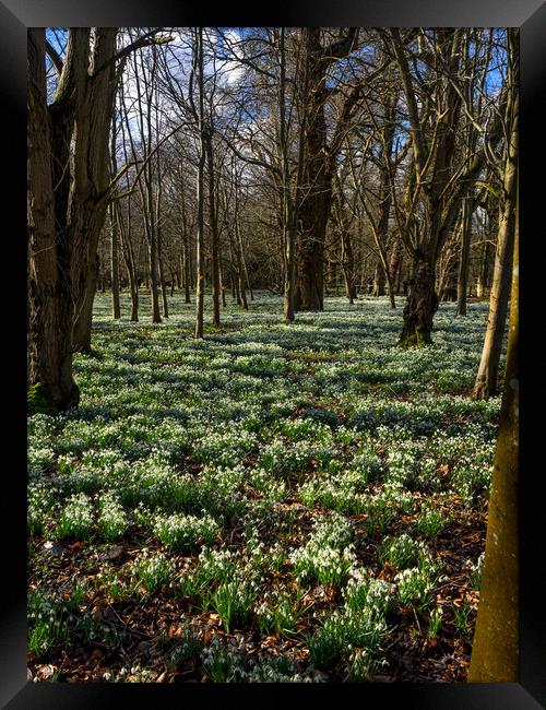 Snowdrop Carpet, Welford, Berkshire, UK Framed Print by Mark Llewellyn