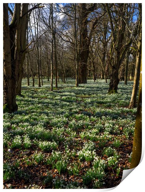 Snowdrop Carpet, Welford, Berkshire, UK Print by Mark Llewellyn