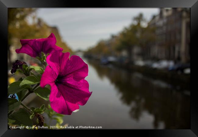 A flower on the Amsterdam Canal  Framed Print by Luke Dufton