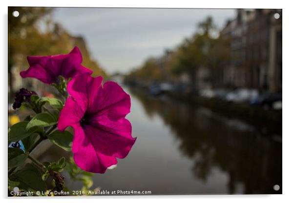 A flower on the Amsterdam Canal  Acrylic by Luke Dufton