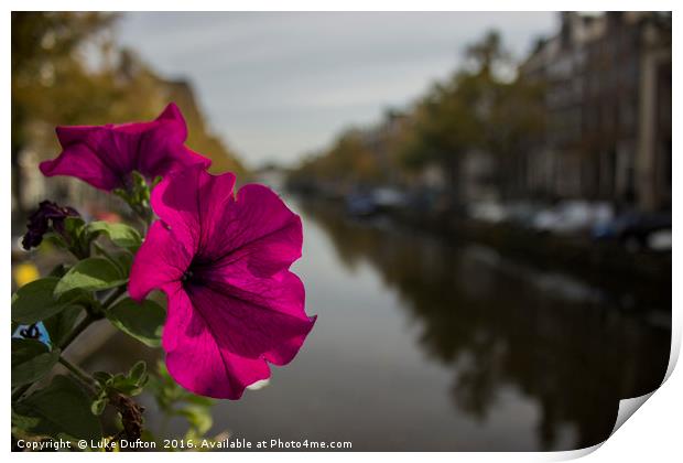 A flower on the Amsterdam Canal  Print by Luke Dufton
