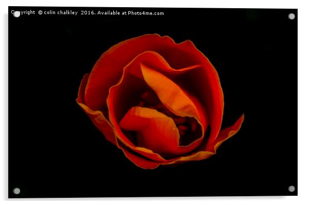 California Poppy Acrylic by colin chalkley