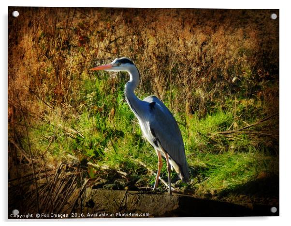 Grey Heron Acrylic by Derrick Fox Lomax