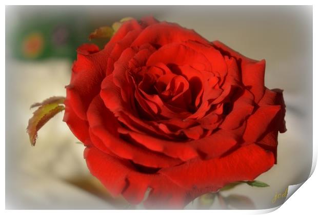 Red Red Rose Print by Pics by Jody Adams
