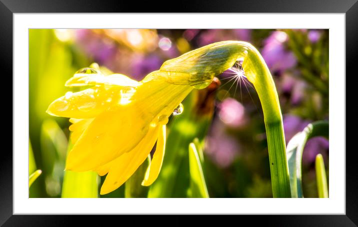 starburst dewdrop Framed Mounted Print by keith sutton