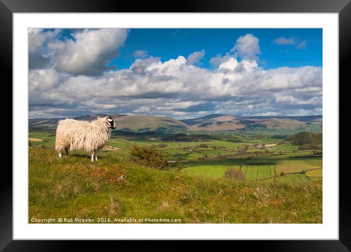 Free to roam Framed Mounted Print by Rob Mcewen