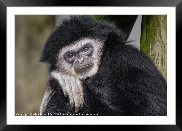 White handed gibbon Framed Mounted Print by Alan Tunnicliffe