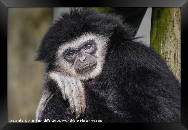 White handed gibbon Framed Print by Alan Tunnicliffe