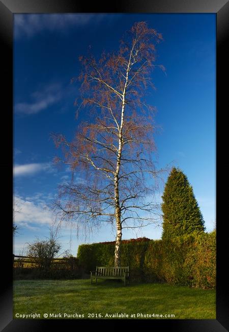 Beautiful Garden with Silver Birch & Bench Framed Print by Mark Purches