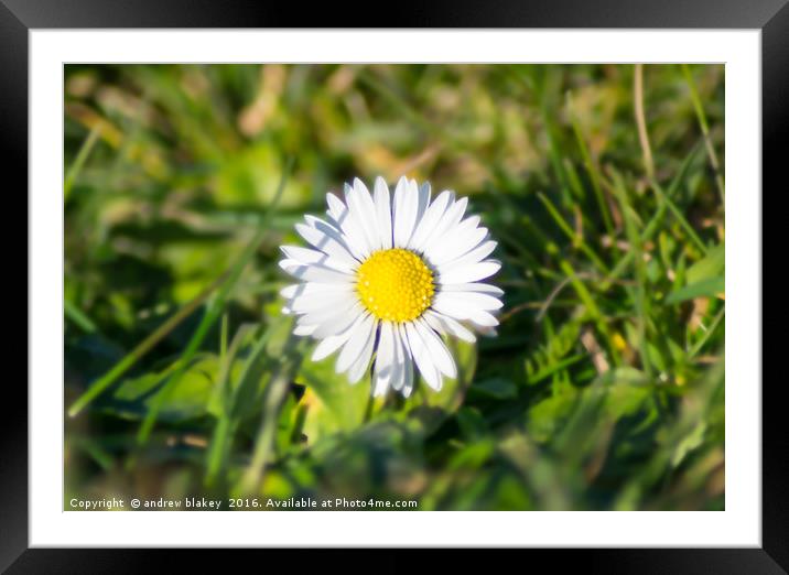 Daisy Framed Mounted Print by andrew blakey