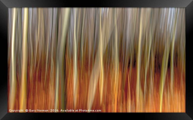 Blurred Trees Framed Print by Gary Norman