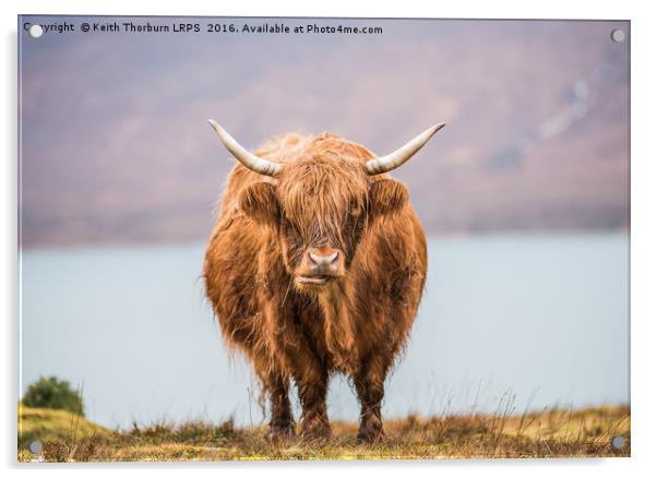 Highland Catle Acrylic by Keith Thorburn EFIAP/b