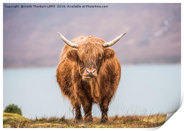 Highland Catle Print by Keith Thorburn EFIAP/b