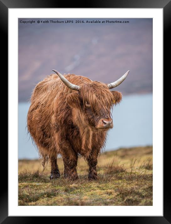 Highland Catle Framed Mounted Print by Keith Thorburn EFIAP/b