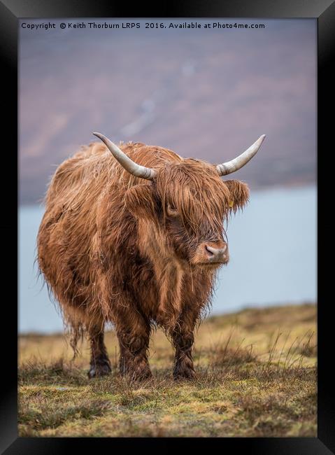 Highland Catle Framed Print by Keith Thorburn EFIAP/b