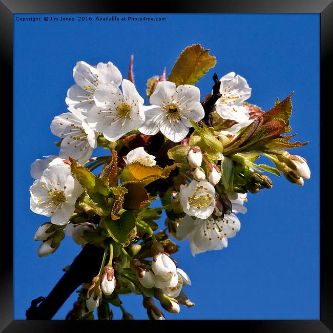 Hawthorn blossom Framed Print by Jim Jones