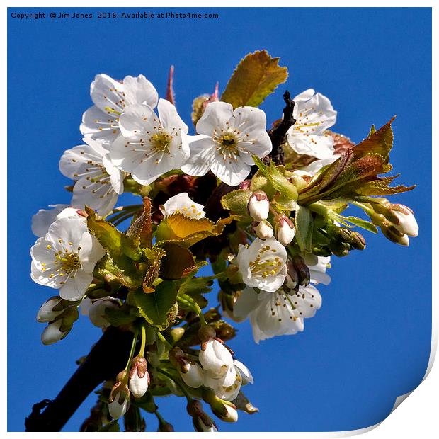 Hawthorn blossom Print by Jim Jones