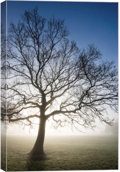 English Oak in morning mist Canvas Print by Andrew Kearton