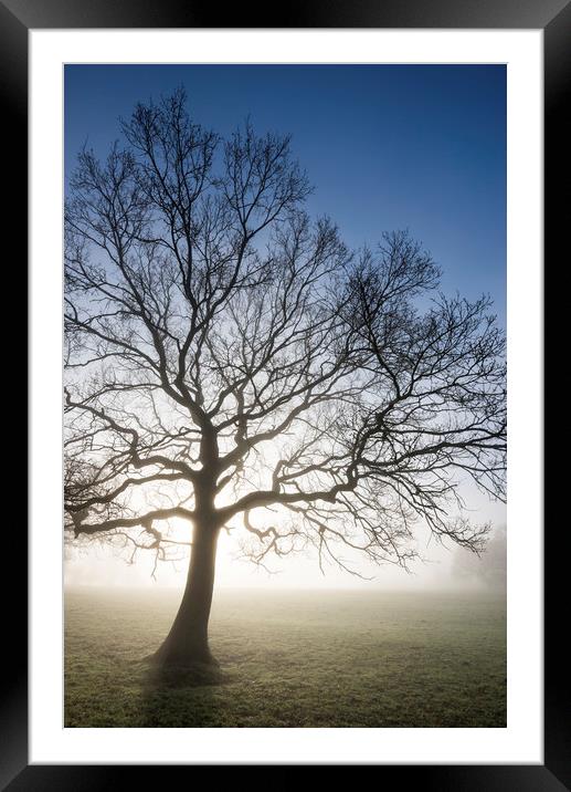 English Oak in morning mist Framed Mounted Print by Andrew Kearton