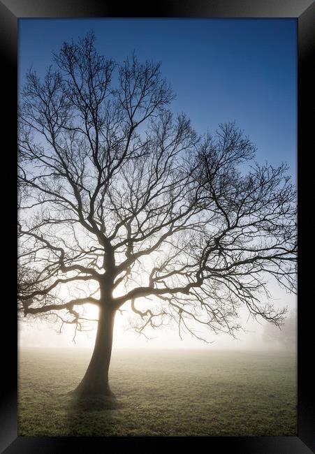 English Oak in morning mist Framed Print by Andrew Kearton