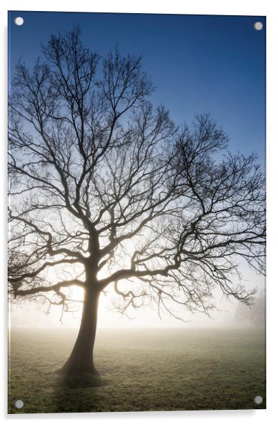 English Oak in morning mist Acrylic by Andrew Kearton