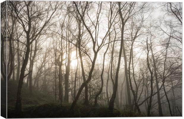 Golden light in the misty woods Canvas Print by Andrew Kearton