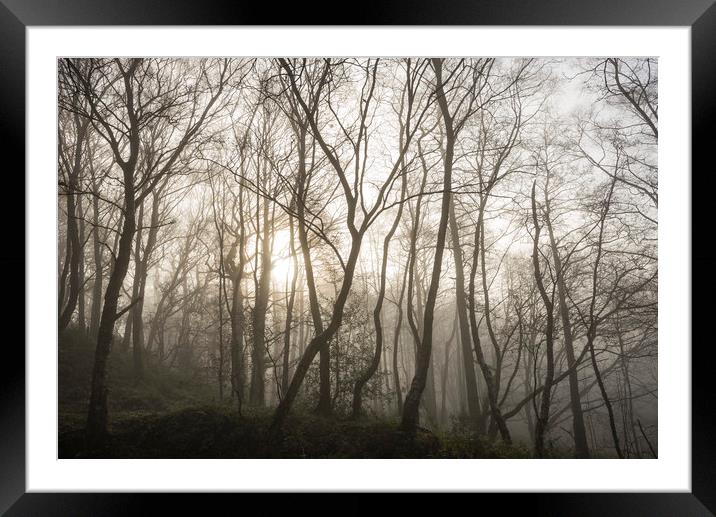 Golden light in the misty woods Framed Mounted Print by Andrew Kearton