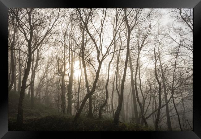 Golden light in the misty woods Framed Print by Andrew Kearton