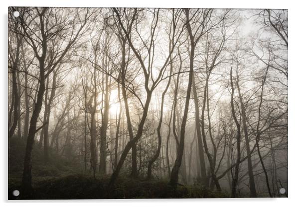 Golden light in the misty woods Acrylic by Andrew Kearton