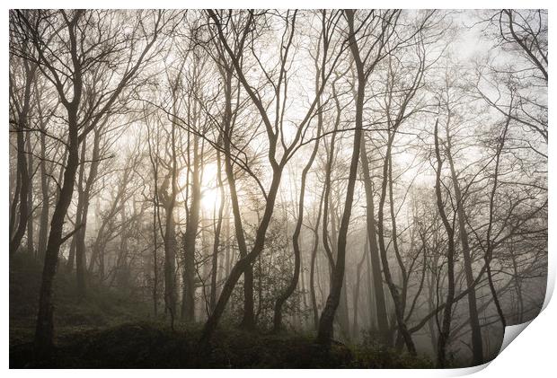 Golden light in the misty woods Print by Andrew Kearton