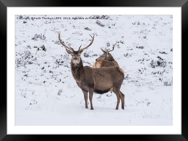 Highland Stag Framed Mounted Print by Keith Thorburn EFIAP/b