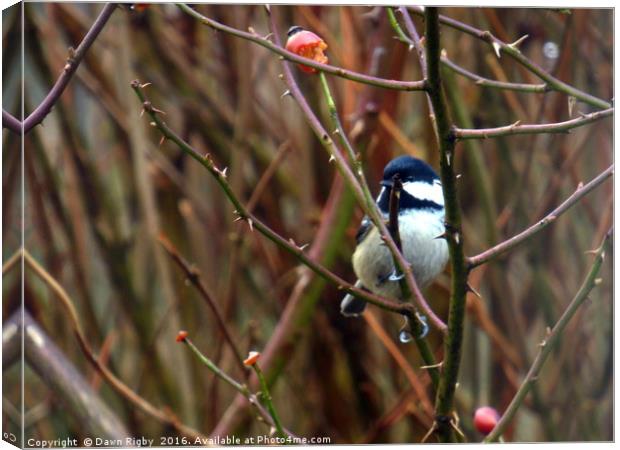 The great tit (Parus major) Canvas Print by Dawn Rigby