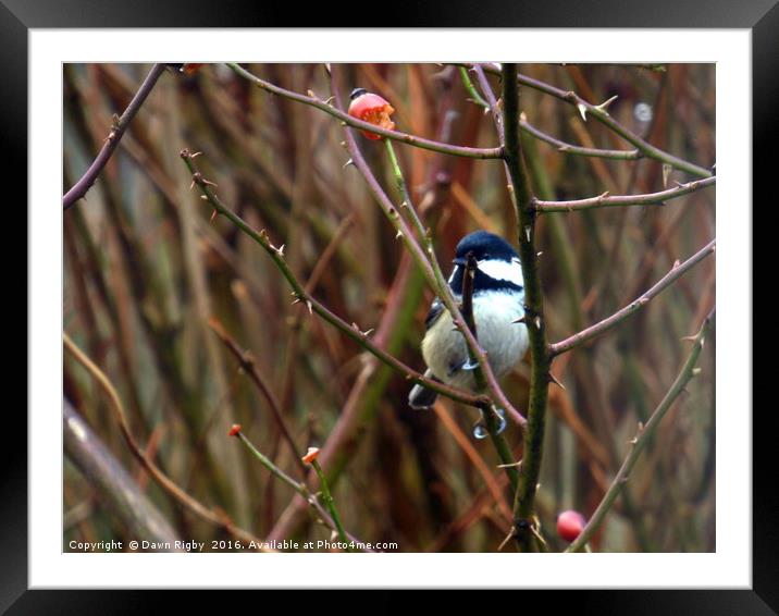 The great tit (Parus major) Framed Mounted Print by Dawn Rigby