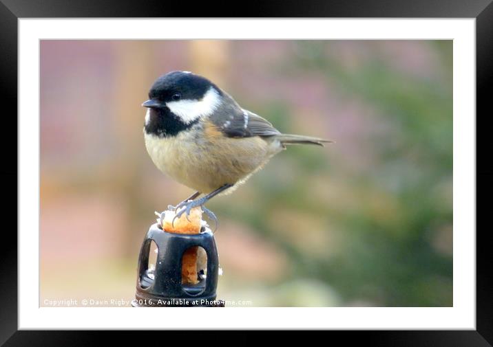 The Great Tit (Parus major) Framed Mounted Print by Dawn Rigby