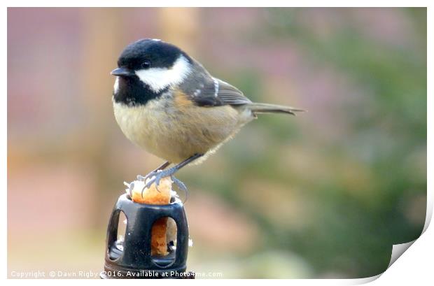 The Great Tit (Parus major) Print by Dawn Rigby