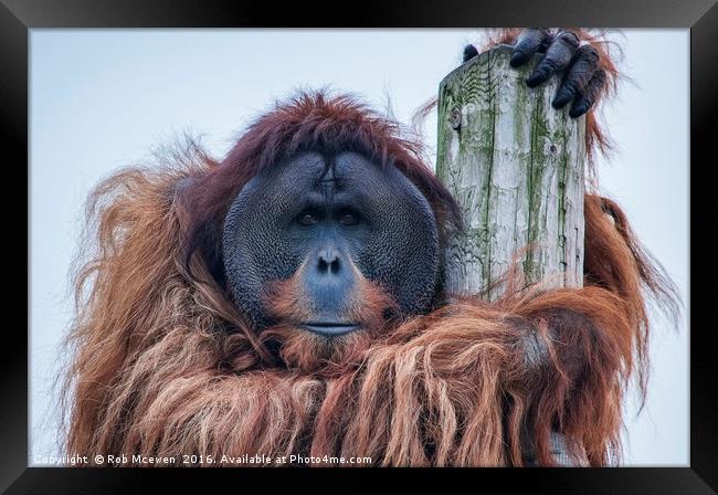 Bornean Orangutan Framed Print by Rob Mcewen