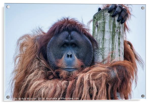 Bornean Orangutan Acrylic by Rob Mcewen