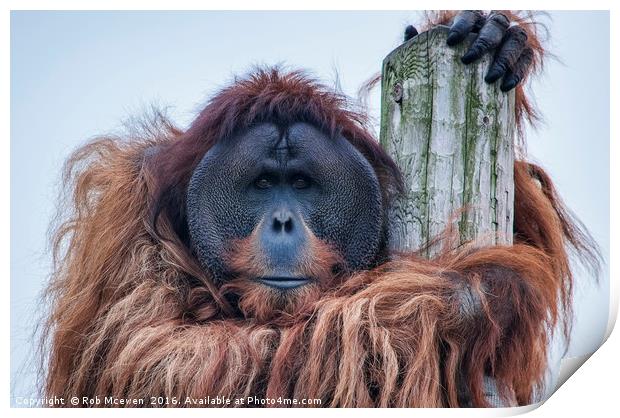 Bornean Orangutan Print by Rob Mcewen