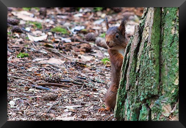 Red Squirrel Framed Print by Rob Mcewen