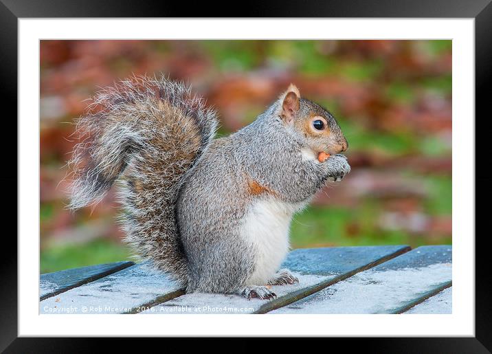 Grey Squirrel Framed Mounted Print by Rob Mcewen