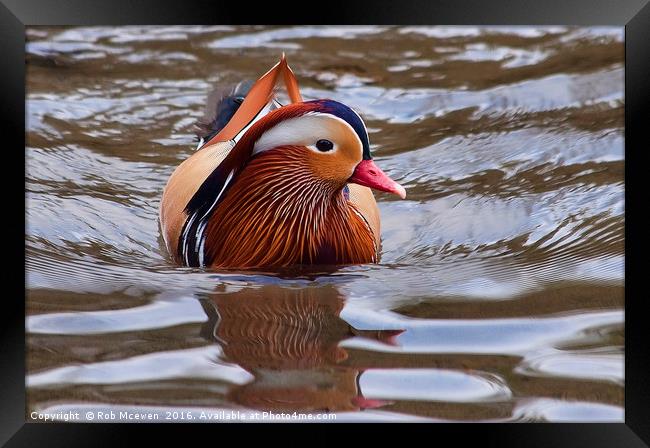 Mandarin Duck Framed Print by Rob Mcewen