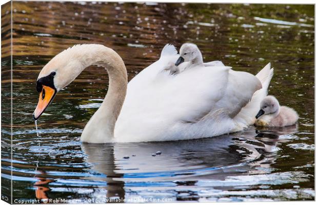 Swan and Signets Canvas Print by Rob Mcewen