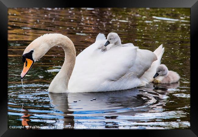 Swan and Signets Framed Print by Rob Mcewen