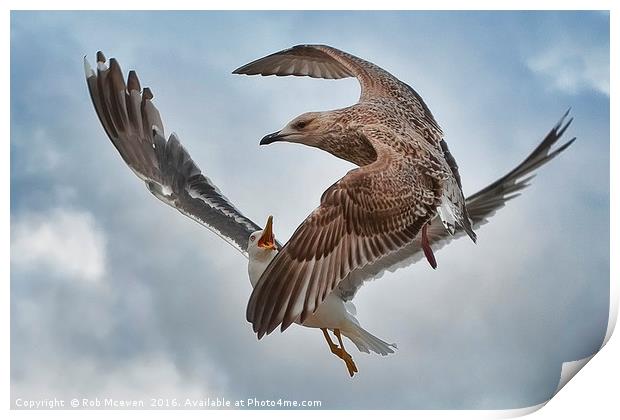 Gull combat Print by Rob Mcewen