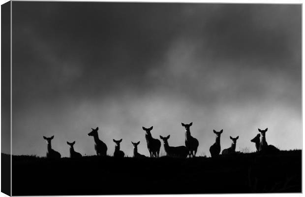 Red Deer on the Hill Canvas Print by Macrae Images