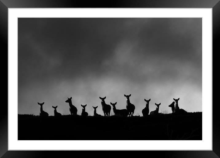 Red Deer on the Hill Framed Mounted Print by Macrae Images